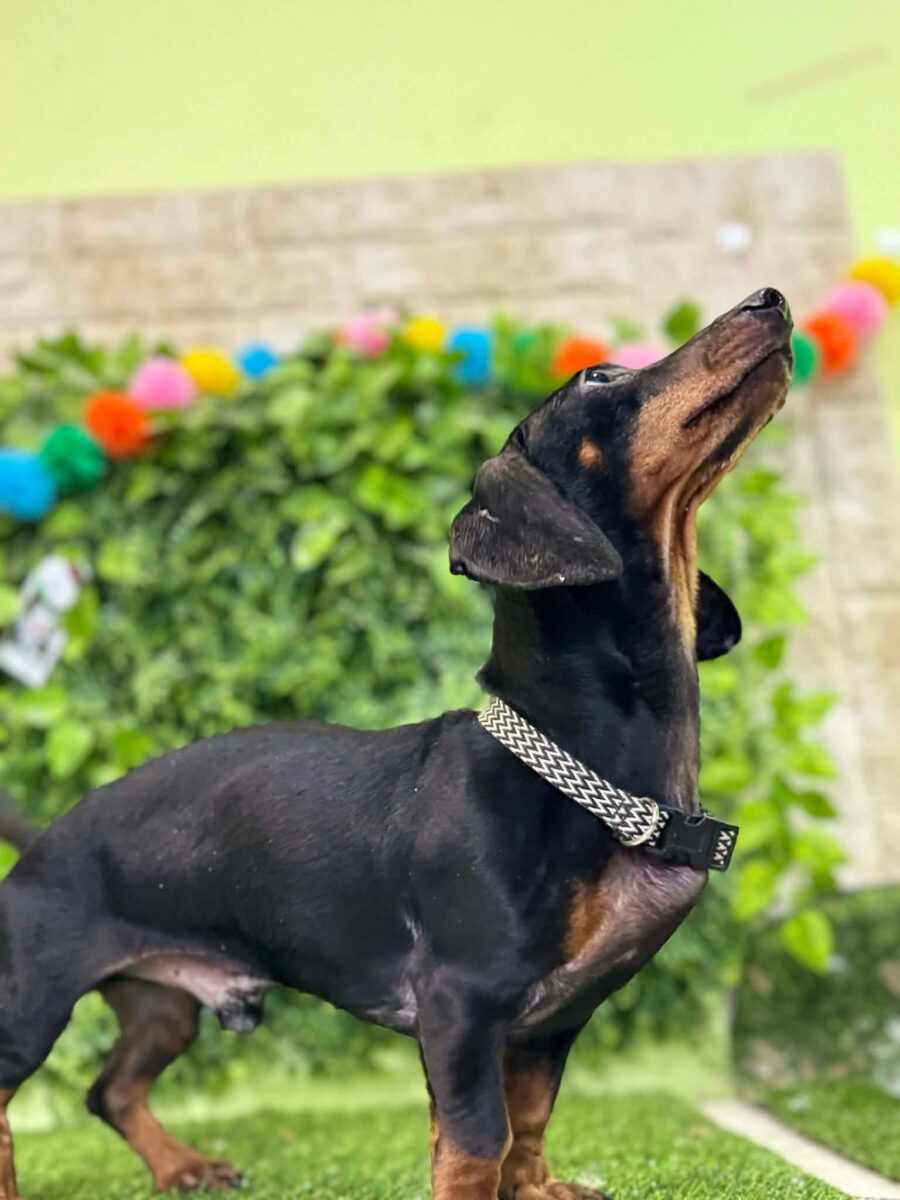Image ofBuddy