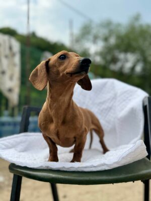 Dylan