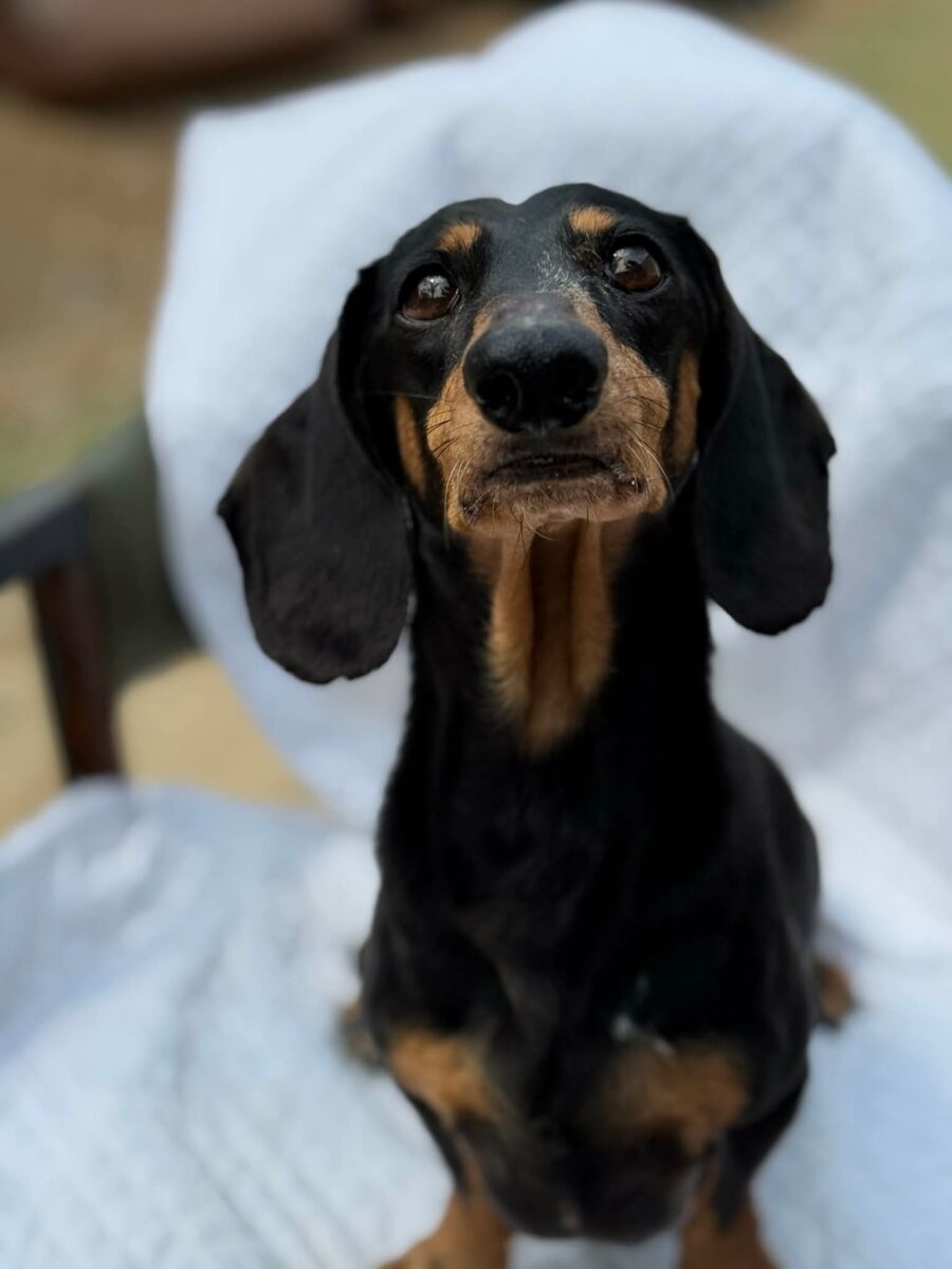 Image ofPaddy