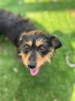 Lola