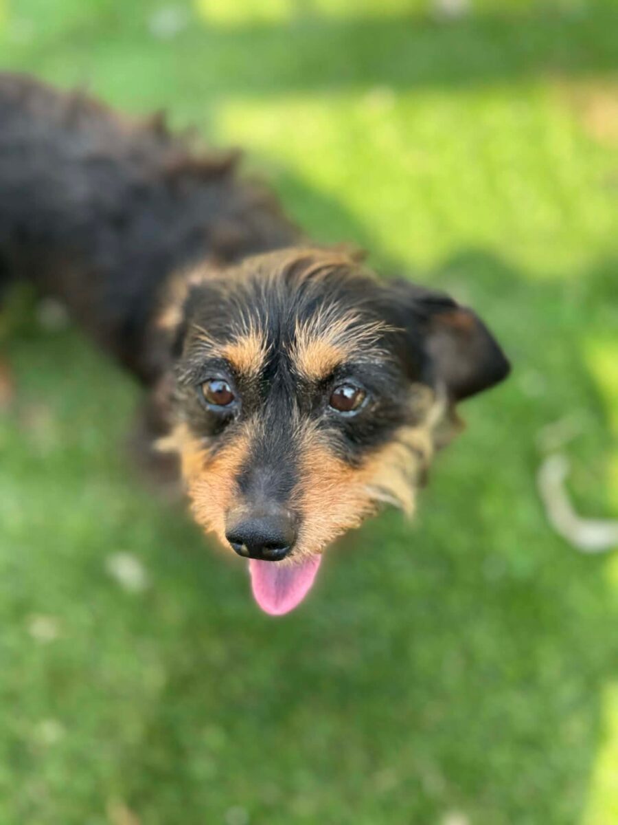 Image ofLola