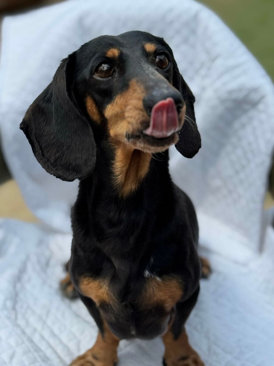 Image ofPaddy