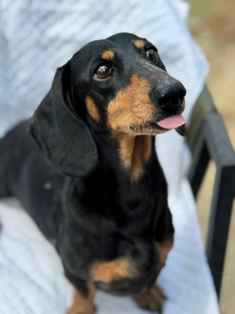 Image ofPaddy
