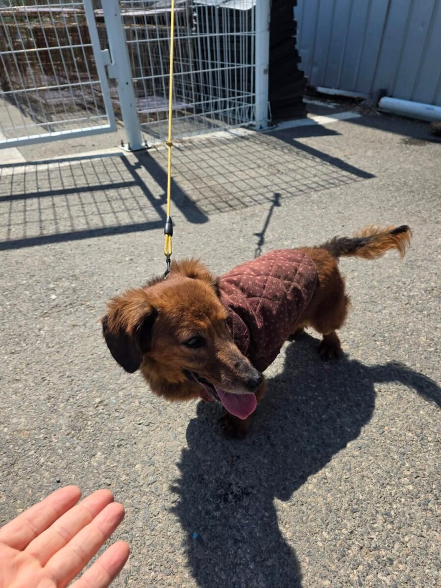 Image ofRusty