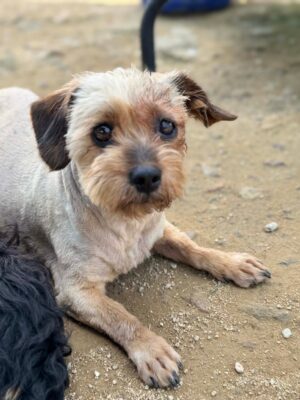 Dog named Lark, resceud by DMT Rescue and Support Group