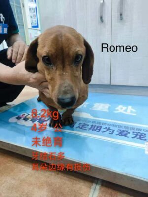 Romeo