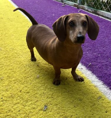 Dog named Romeo, resceud by DMT Rescue and Support Group