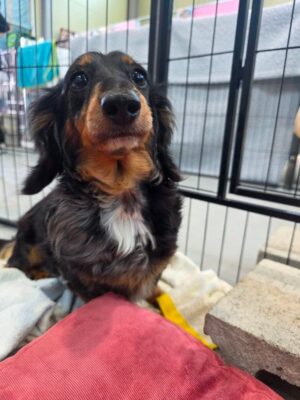 Penelope