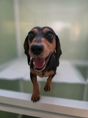 Dog named Bella, resceud by DMT Rescue and Support Group