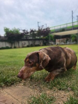 Gunner