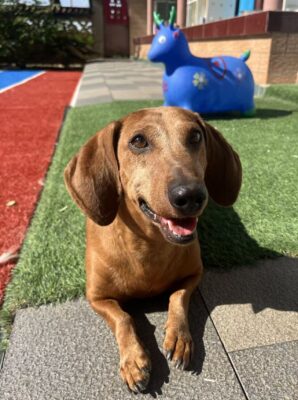 Dog named Winston