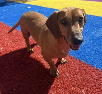 Dog named Romeo, resceud by DMT Rescue and Support Group