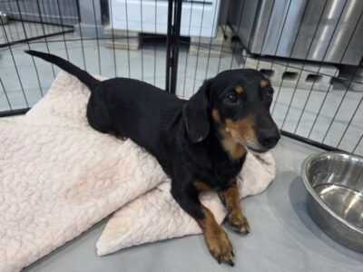 Dog named Paolo, resceud by DMT Rescue and Support Group