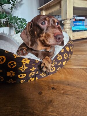 Dog named Jessie, resceud by DMT Rescue and Support Group