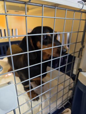 Dog named Apple, resceud by DMT Rescue and Support Group