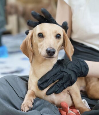 Dog named Rose, resceud by DMT Rescue and Support Group