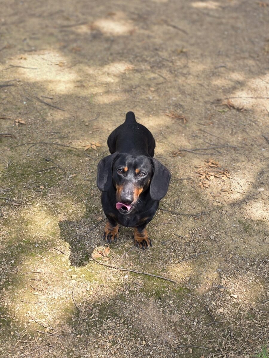 Image ofMr Darcy