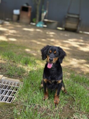 Dog named Chester, rescued by DMT Rescue and Support Group