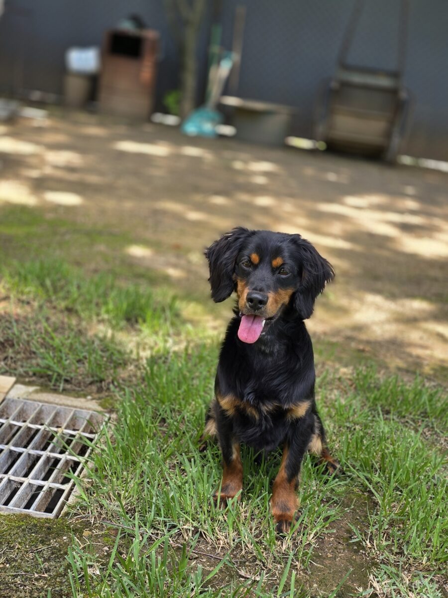 Chester