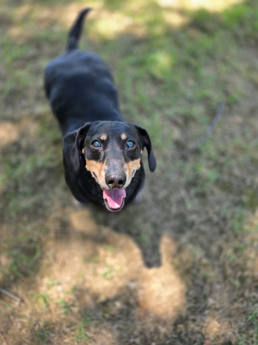 Image ofTrooper