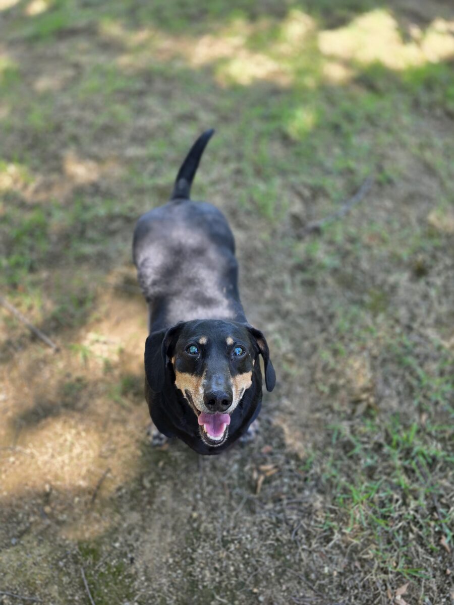 Image ofTrooper