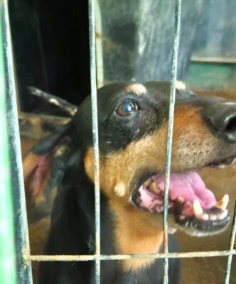 Dog named Crumble, resceud by DMT Rescue and Support Group