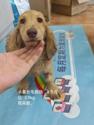 Dog named Jude, resceud by DMT Rescue and Support Group