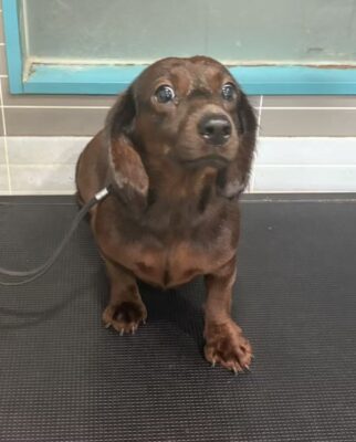 Dog named Brownie, resceud by DMT Rescue and Support Group