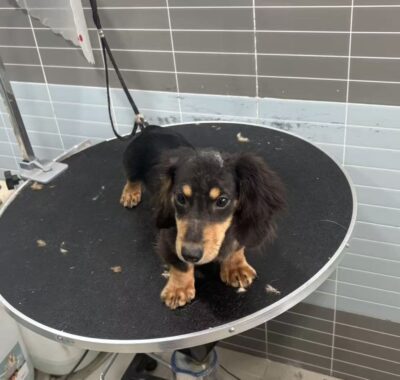 Dog named Frank, resceud by DMT Rescue and Support Group