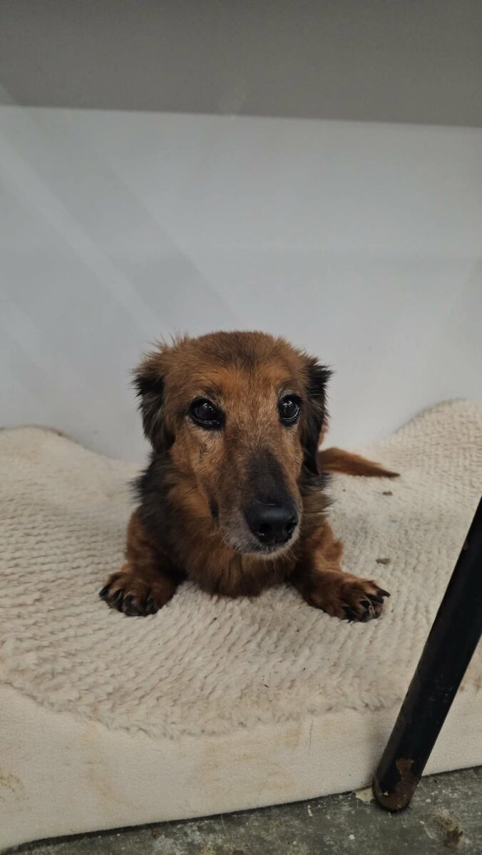 Image ofRusty