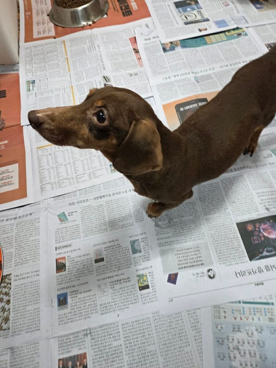 Image ofBetsy