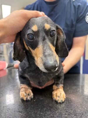 Dog named Apple, rescued by DMT Rescue and Support Group