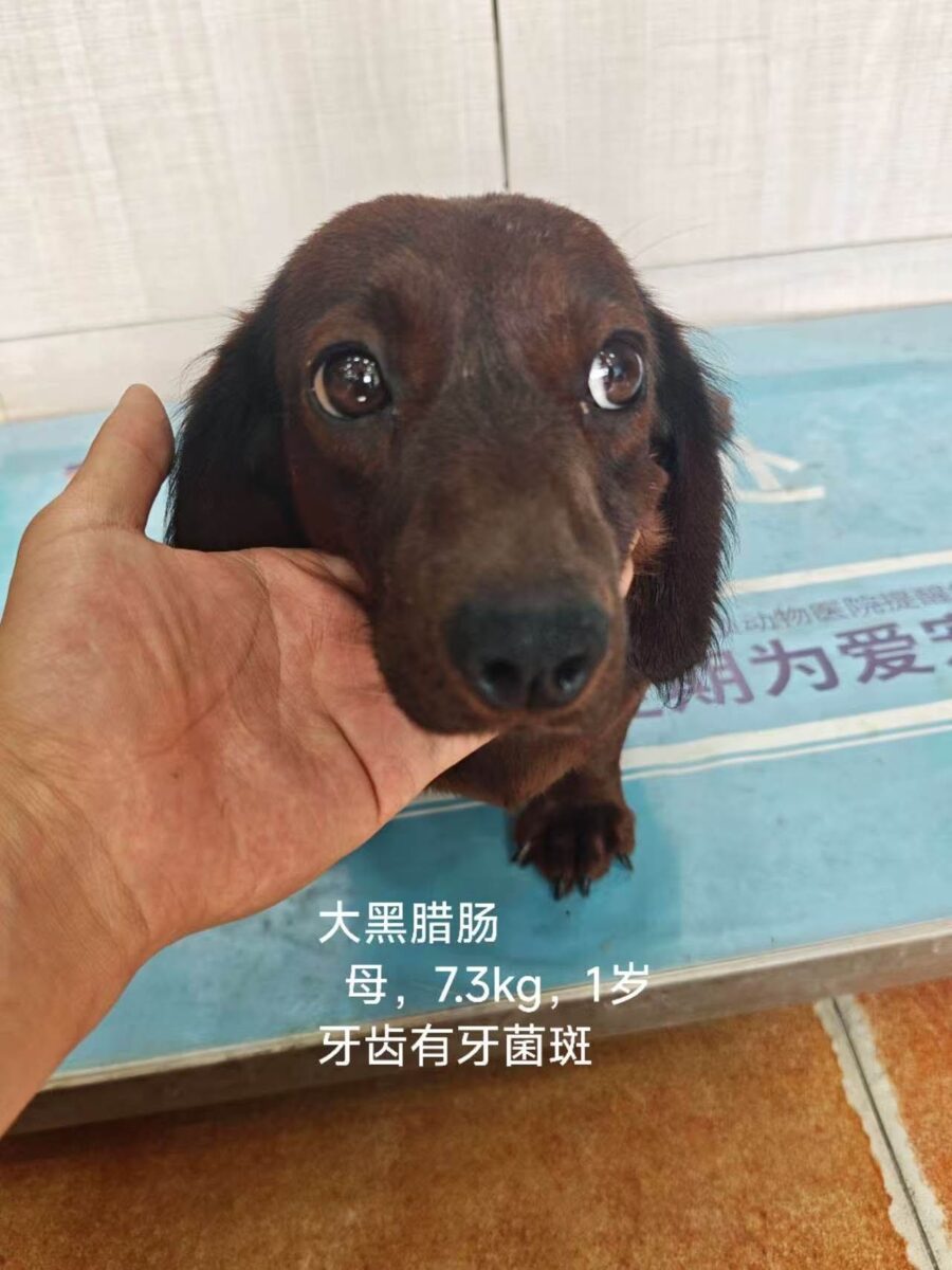 Brownie
