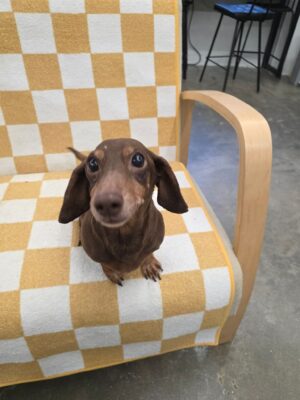 Dog named Betsy, rescued by DMT Rescue and Support Group