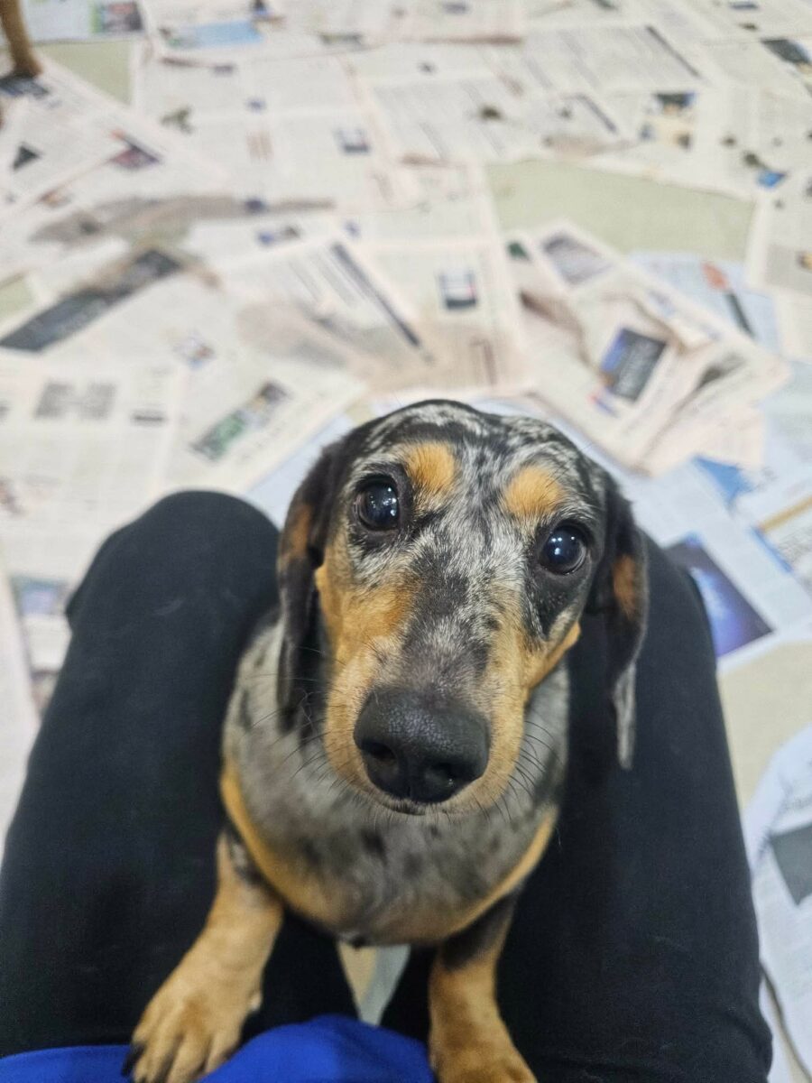 Image ofMabel