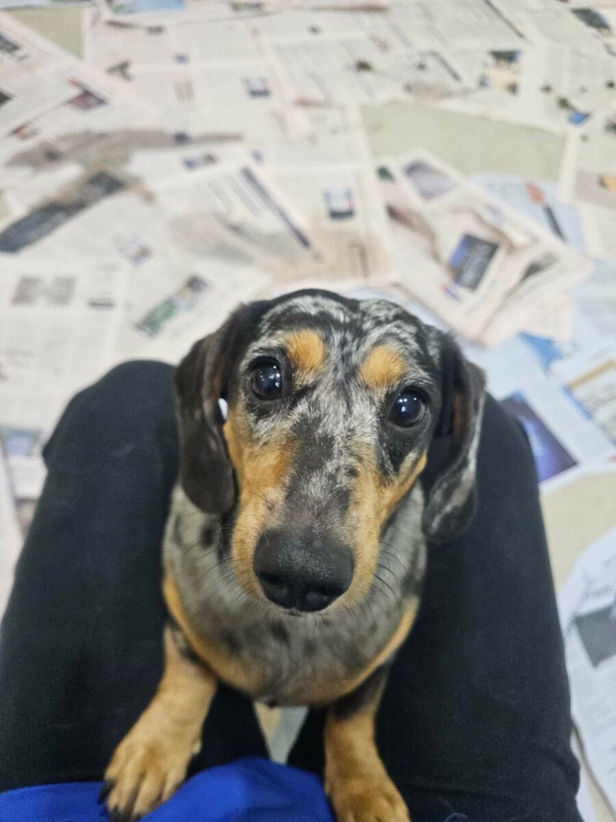 Image ofMabel