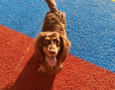Dog named Toffee, rescued by DMT Rescue and Support Group