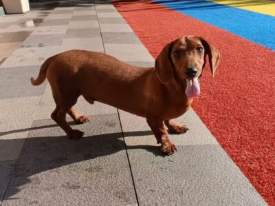 Dog named Milo, rescued by DMT Rescue and Support Group