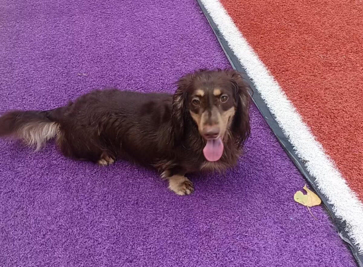 Image ofToffee