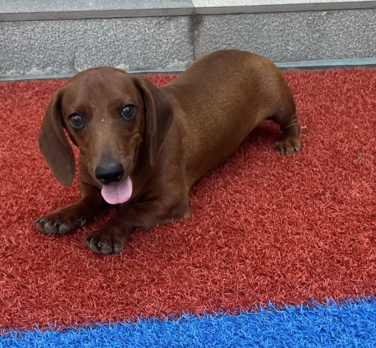 Image ofMilo