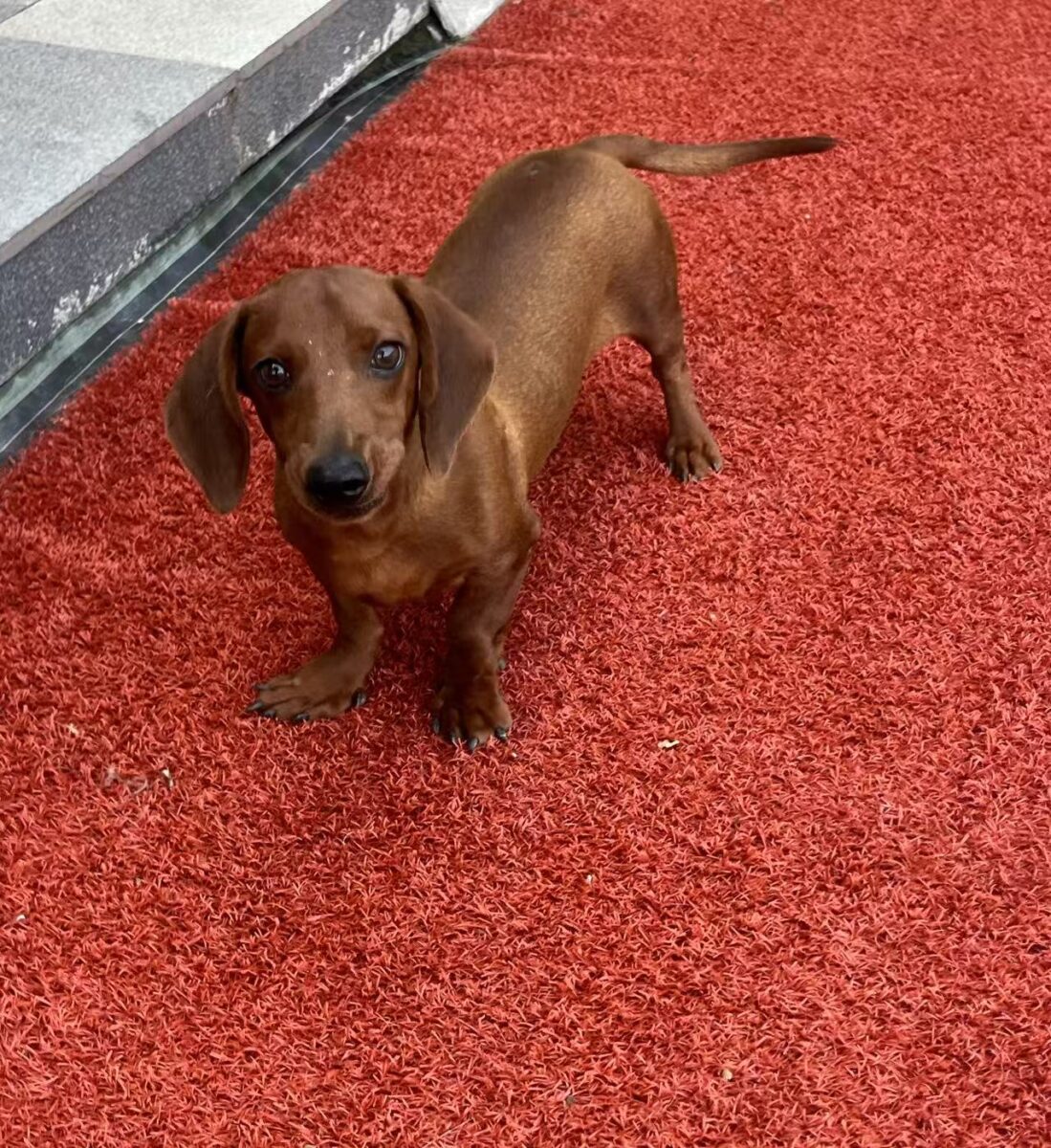 Image ofMilo