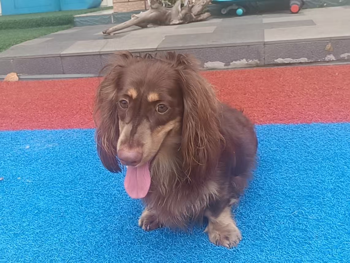 Image ofToffee