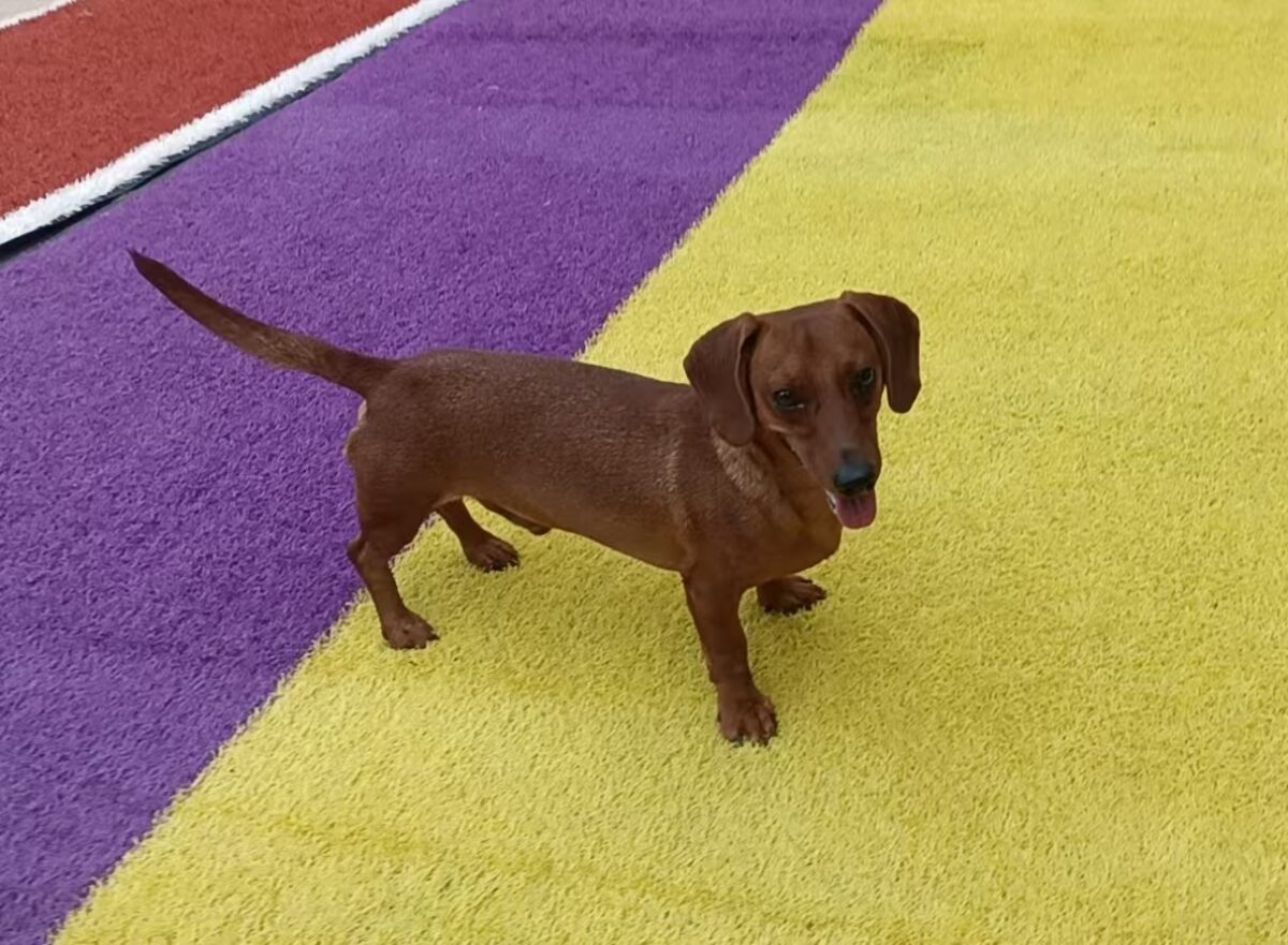 Image ofLeo