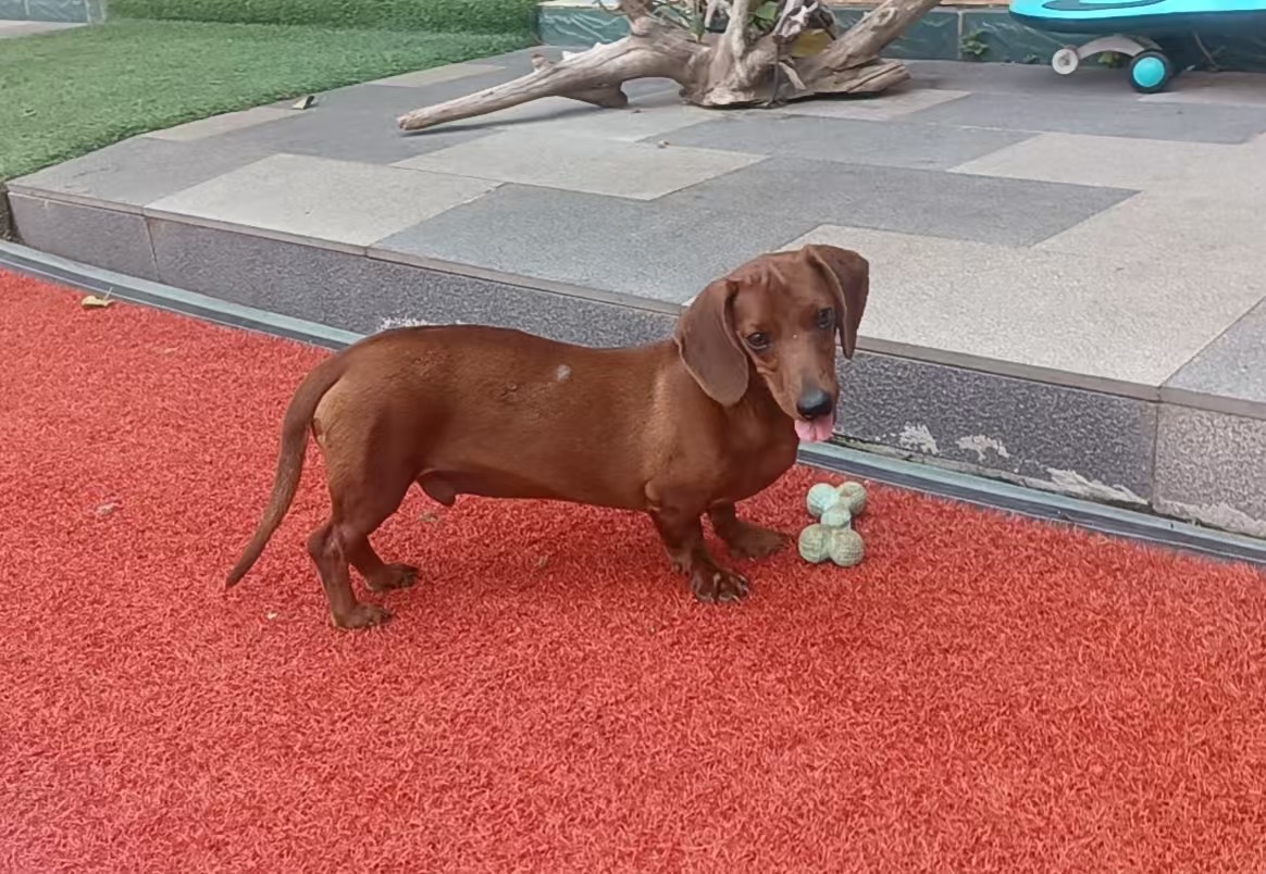 Image ofMilo