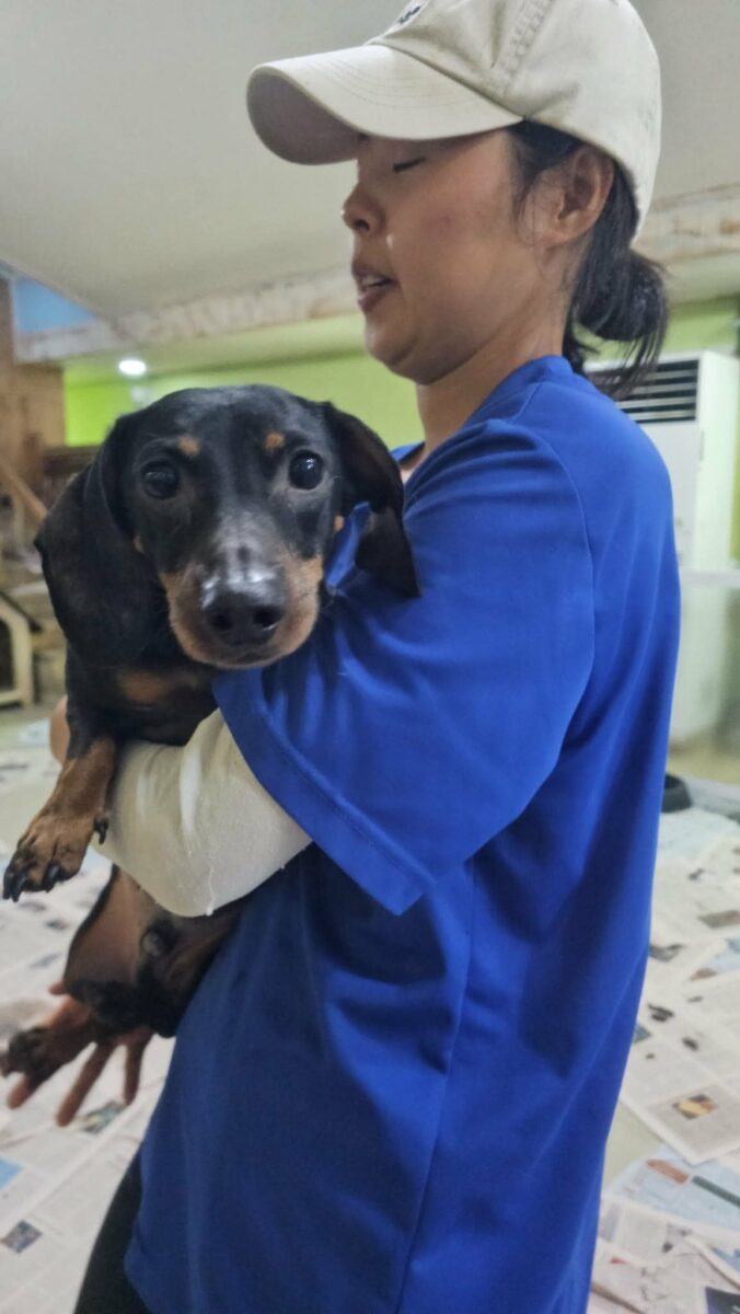 Image ofBuddy