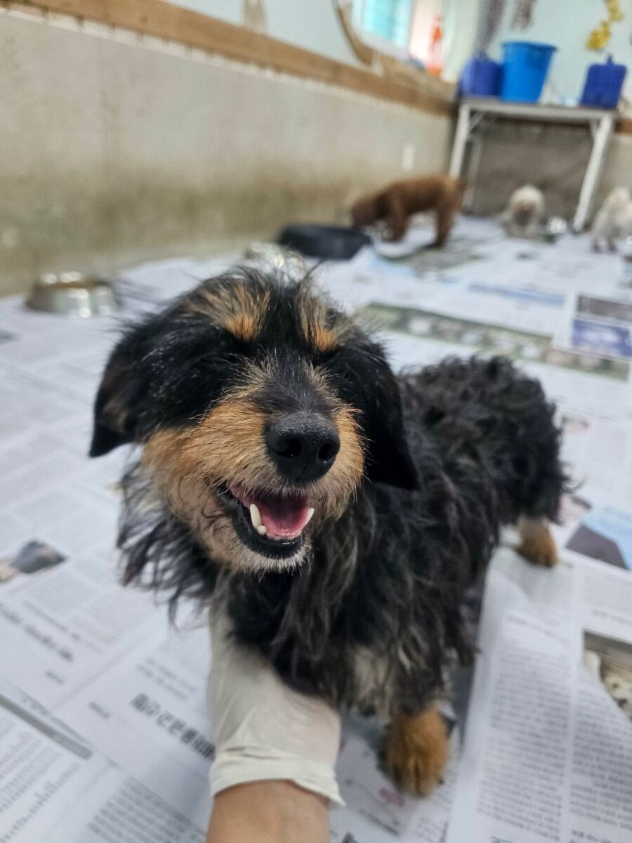 Image ofLola