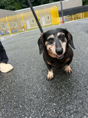 Dog named Beverley, resceud by DMT Rescue and Support Group