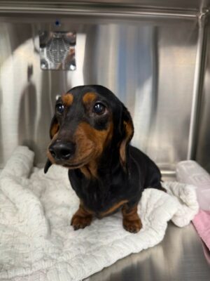 Dog named Ada, resceud by DMT Rescue and Support Group