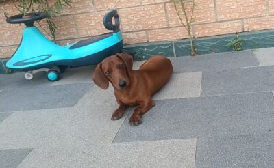 Dog named Milo, resceud by DMT Rescue and Support Group