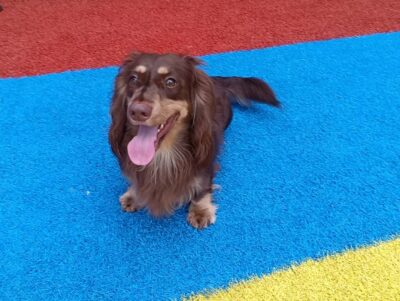 Dog named Toffee, resceud by DMT Rescue and Support Group